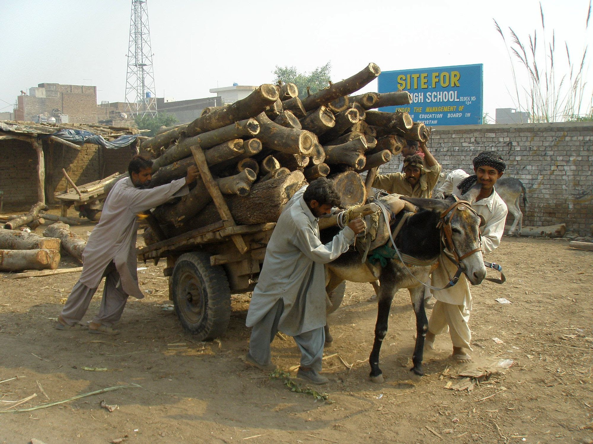 Equines haul most of the building materials in the developing world, like this donkey who is hauling timber in Pakistan.  www.BrookeUSA.org
